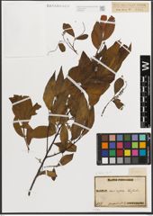 Foto von Salix L.